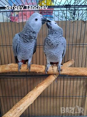 Папагали жако, снимка 3 - Папагали - 52689764