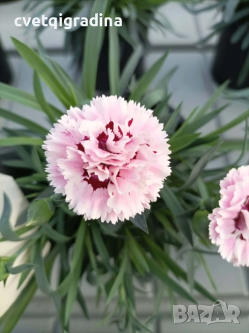 Двуцветен градински карамфил