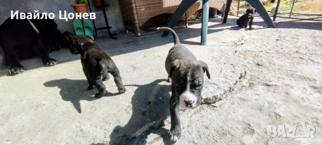 Малки кученца Лабрадор