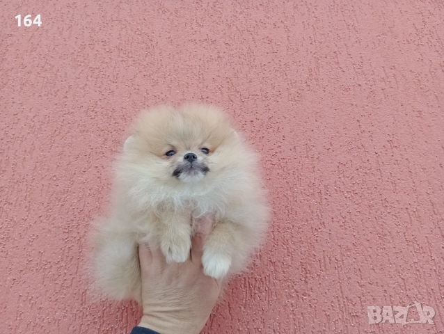 Мъжки и женски Померани. Реални снимки от 02.02.26 г. , снимка 8 - Померан - 53283839