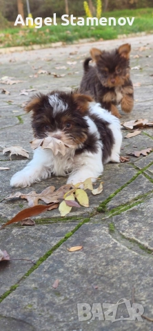 Йорки биро и шоко бивер супер мини размер момиченца!Доставка!