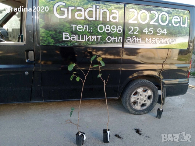 Слива Папаз (Papaz Erik) – характеристики на сорта, снимка 4 - Разсади - 52229537