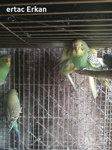 вълнисти папагали , снимка 6 - Папагали - 54085802