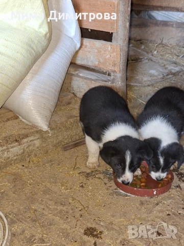  Бордър Коли, снимка 4 - Бо - 52421741