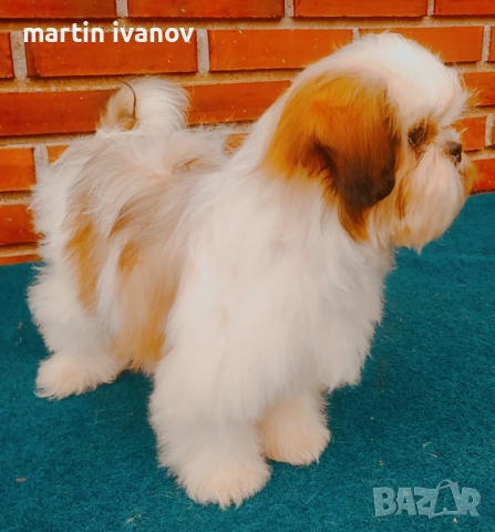 Кученца шитцу, снимка 8 - Ши Тцу - 52810323