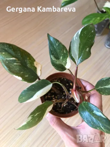 Philodendron Red Anderson , снимка 1