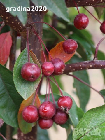 Декоративна червена ябълка Малус, снимка 6 - Разсади - 50369119