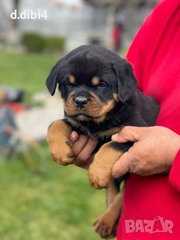 Ротвайлери , снимка 6 - Ротвайлер - 51151737