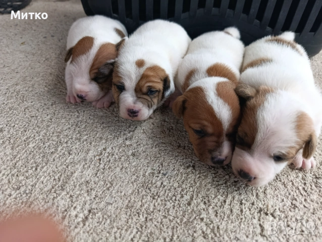 Джак Ръсел териер 