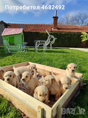 Голдън ретривър , снимка 12 - Голдън ретривър - 52794312