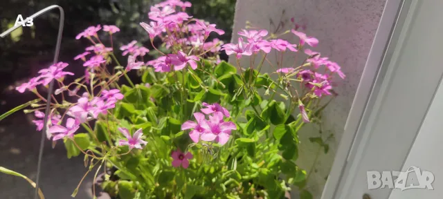 Продавам цветя Детелина Оксалис – 5 бр големи саксии, снимка 8 - Разсади - 49995561