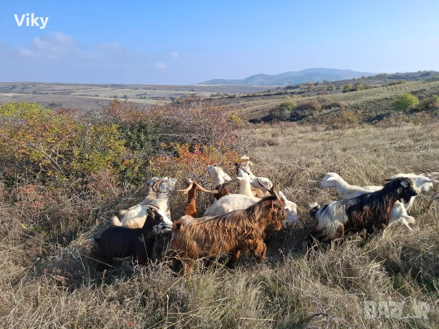 натурално козе мляко, снимка 3 - Кози - 54155662