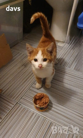 Намерено - Рижаво мъниче спешно търси дом, снимка 2 - Други - 52807638