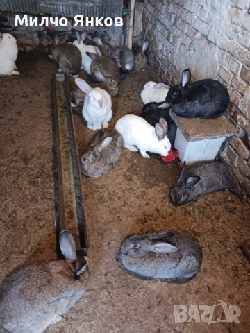 зайци, снимка 2 - Други - 54056301