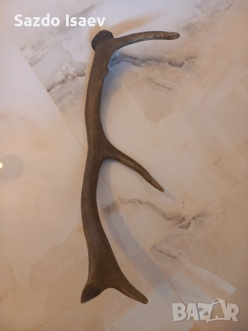 еленски рог , снимка 5 - Декорация за дома - 53957721