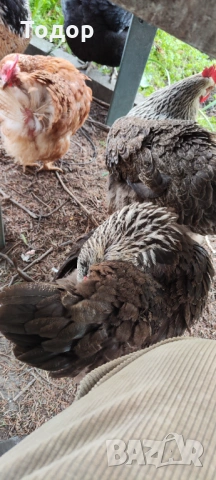 Продавам си кокошките, снимка 7 - Кокошки и пуйки - 54182536