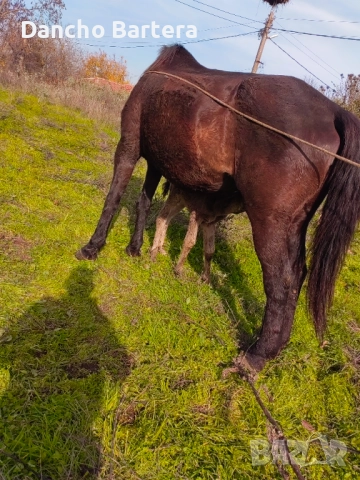 Kobila, снимка 3 - Коне - 52445750