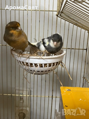 Двойка канари, снимка 6 - Канари - 54189635