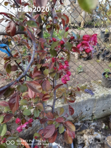 Декоративна червена ябълка Малус, снимка 7 - Разсади - 50369119