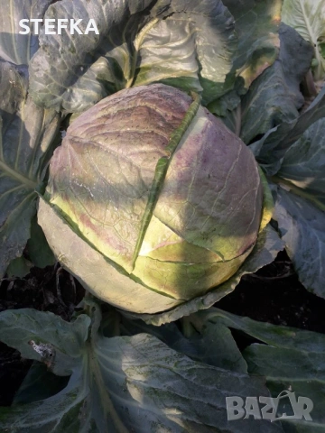 Зеле семена , снимка 3 - Сортови семена и луковици - 53976408