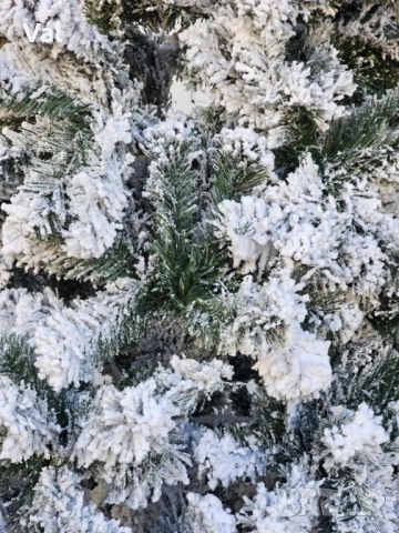 Изкуствена елха Kring Melbourne , цялата заснежена с метална стойка, снимка 12 - Декорация за дома - 52516572