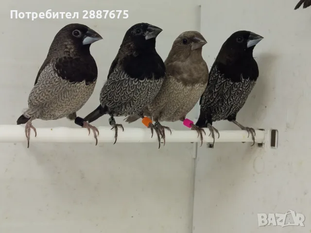 Люспогърди амадини, снимка 2 - Амадини - 55601353