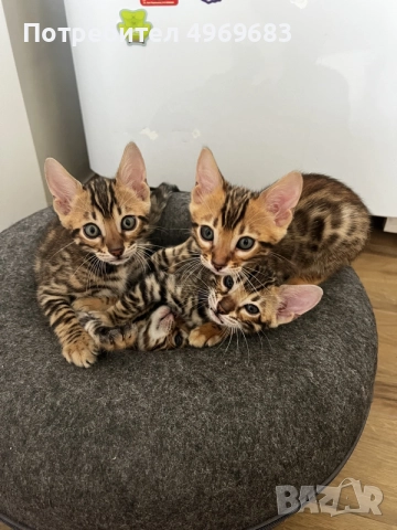 Бенгалски котенца , снимка 6 - Бенгалски - 56362306
