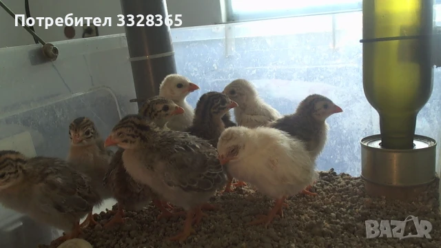 Малки токачки