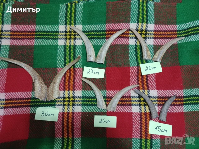 Кози рога, снимка 1