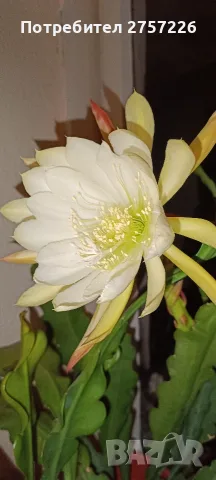 Disocactus crenatus, снимка 8 - Стайни растения - 56515596
