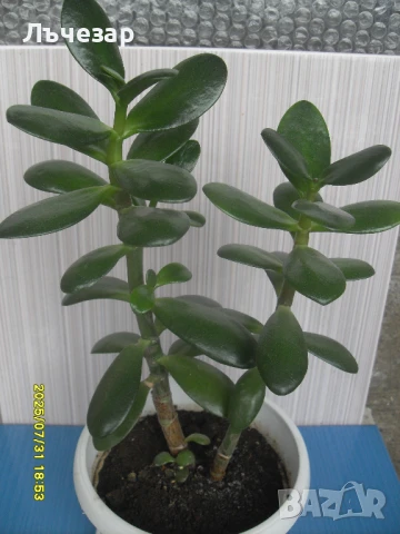 Продавам цвете "Дървото на живота", снимка 2 - Стайни растения - 47162535