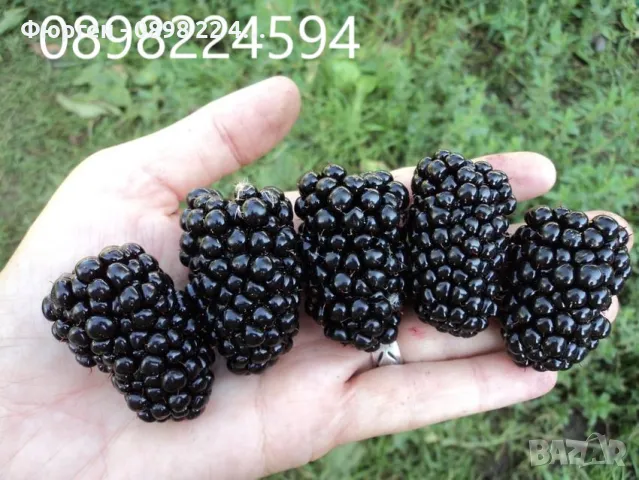 Къпина -гиганска и сладка /Навахо , Лох нес , Арапахо , Карака Блек , Prime Ark 45) и Астерина , 12 