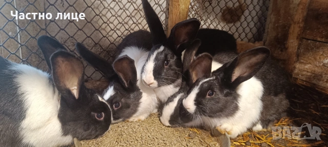 Продавам 3 женски  и 2мъжки млади холандски зайци, снимка 16 - Други - 54044428
