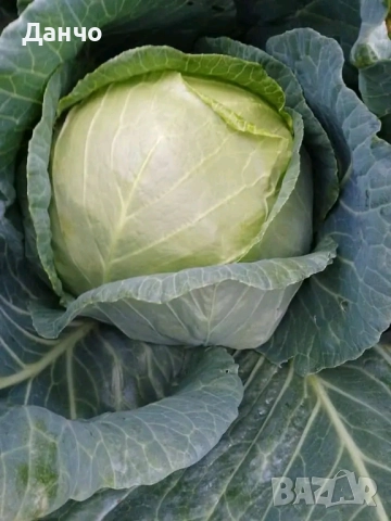 Продавам разсад-ягоди малини лозе алое Вера маруля стари сортовете семена картофи и де, снимка 6 - Разсади - 52299966