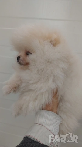 Мини померан, снимка 7 - Померан - 54153656