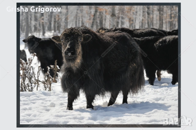 Фотокартина с як