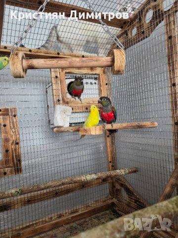 Чифт пирури перлата, снимка 4 - Папагали - 54190290