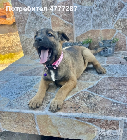 Кръстоска ….. белгийска Малиноа Последно женско, снимка 6 - Белгийска овчарка - 54312553