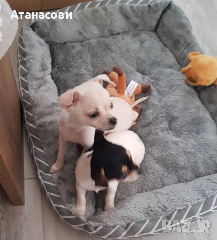 МИНИ ЧИХУА, снимка 2 - Чихуахуа - 52900063