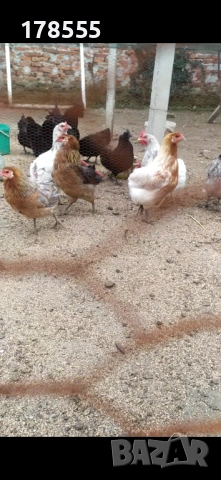 Яйца за люпене от Аракуана , снимка 5 - Кокошки и пуйки - 54008253