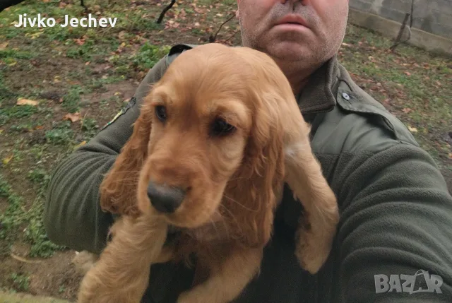 Кокер Шпаньол.. , снимка 4 - Кокер шпаньол - 56493202