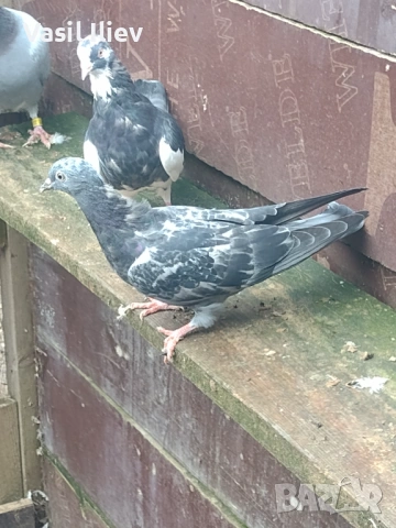 Има Бодан шанан Раде Матик кинчати 30 евро за бройка , снимка 7 - Гълъби - 54014636