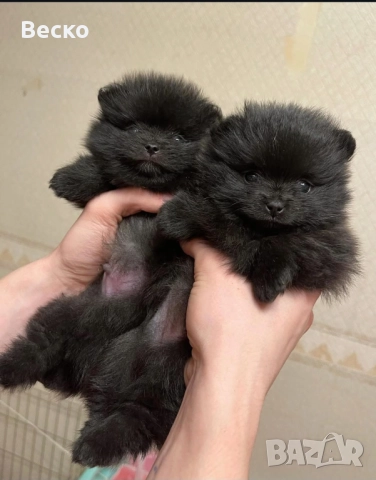 Померан мини мъжко и женско , снимка 3 - Померан - 52595465
