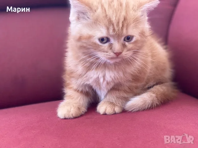 Шотландки котки
