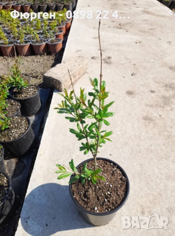 Нар  - Безсеменен   Студоустойчив ​, снимка 6 - Разсади - 50691622