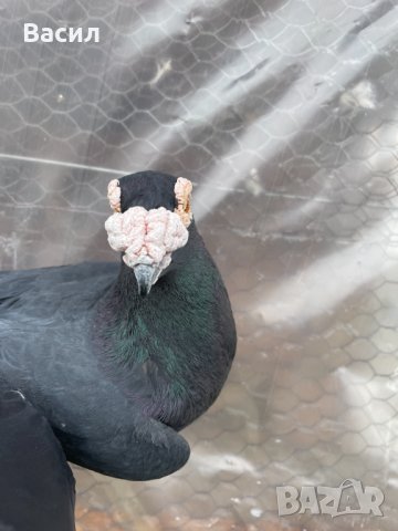 донеци.акмани, снимка 14 - Гълъби - 21606640
