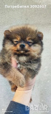 Померан чета мъжки и женски , снимка 2 - Померан - 52646640