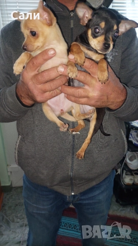 Продавам чихуахуа, снимка 2 - Чихуахуа - 52750072