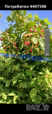 Расзад ягоди и малини , снимка 12 - Разсади - 49590414