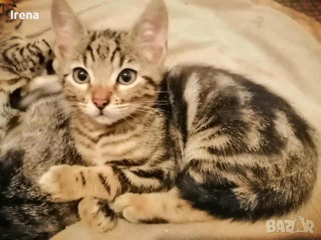 Прекрасни домашни котенца